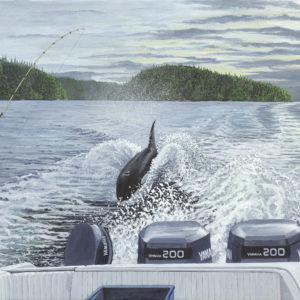 Killer Whale in Nootka Sound